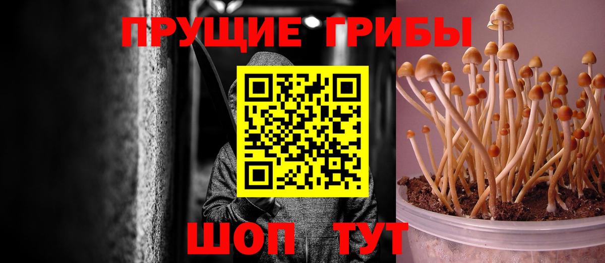 Псилоцибиновые грибы прущие грибы Норильск
